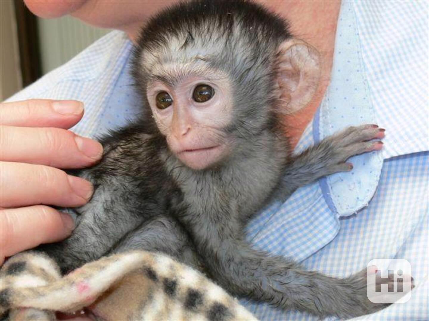 Doma chované mláďata kapucínských opic na prodej= - foto 1