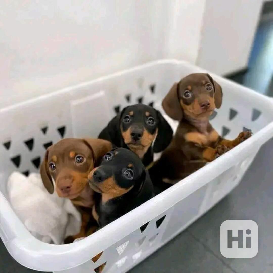 Štěňata jezevčíka samec a samice k adopci - foto 1