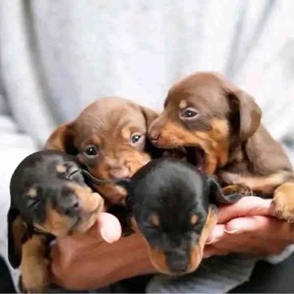 Štěňata jezevčíka samec a samice k adopci - foto 3