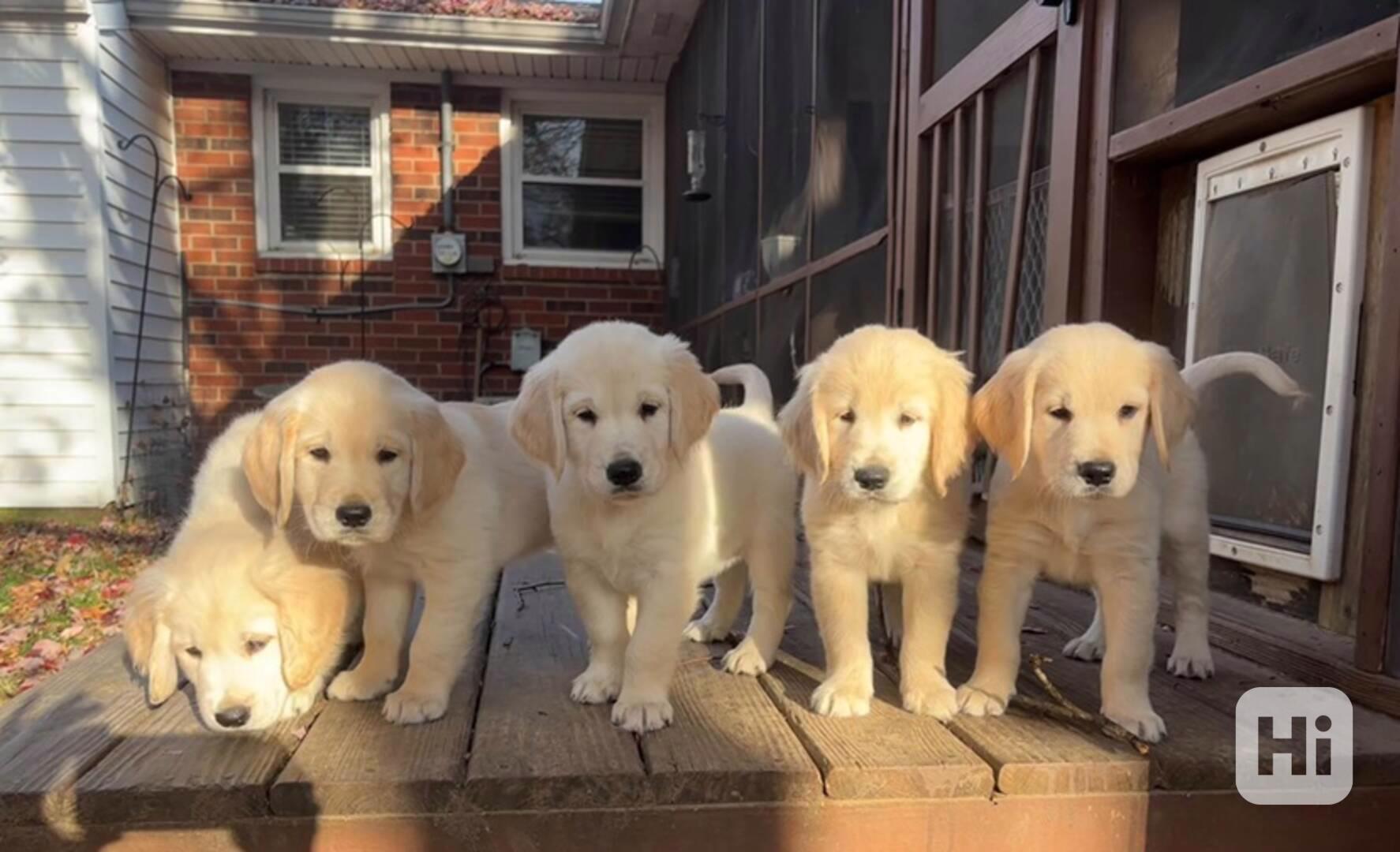 štěňata zlatého retrívra k adopci - foto 1