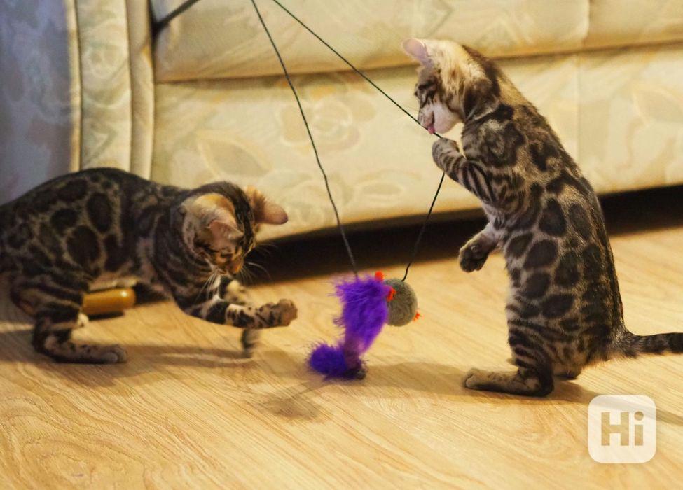 Krásná bengálská koťátka. - foto 1