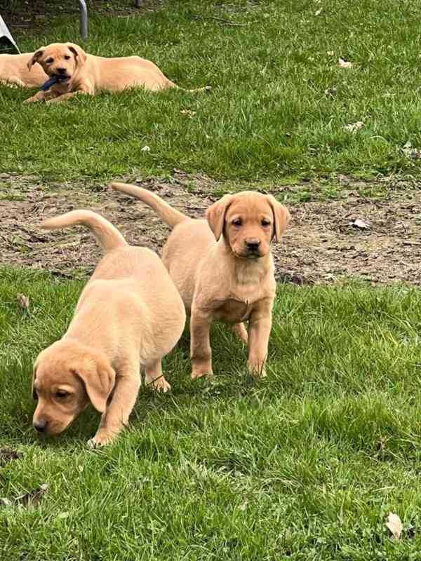 Labrador štěňátka s PP - foto 1