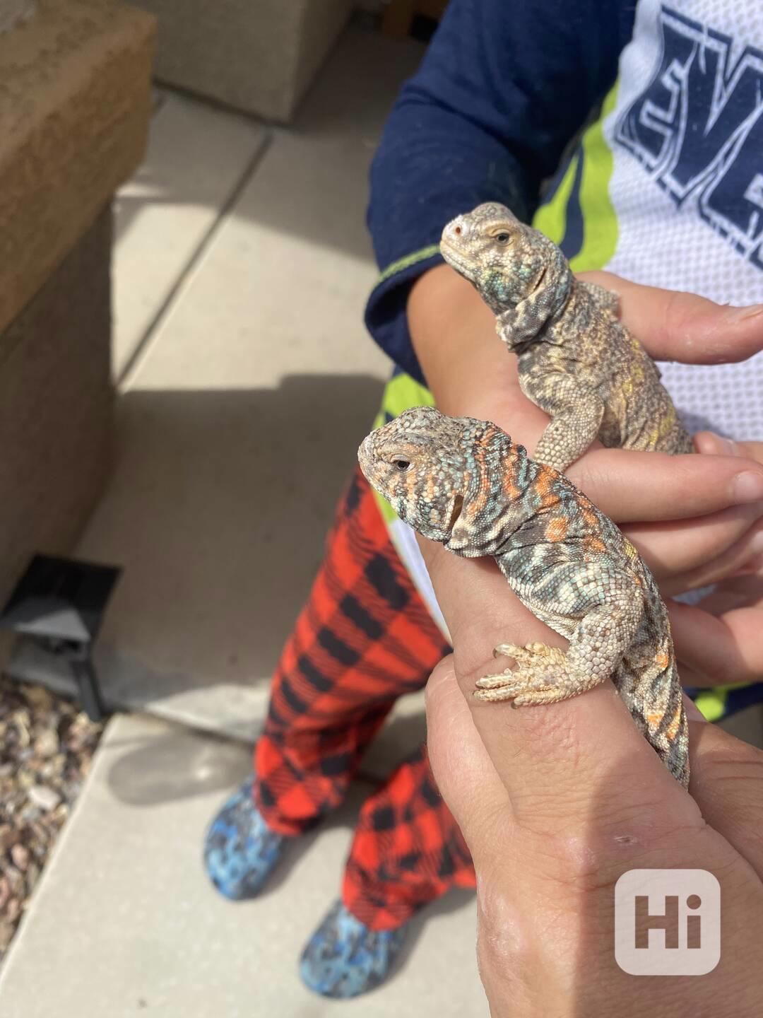 Ornate Uromastyx - foto 1