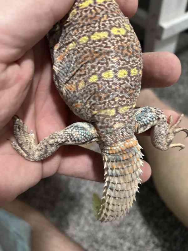 Ornate Uromastyx - foto 2