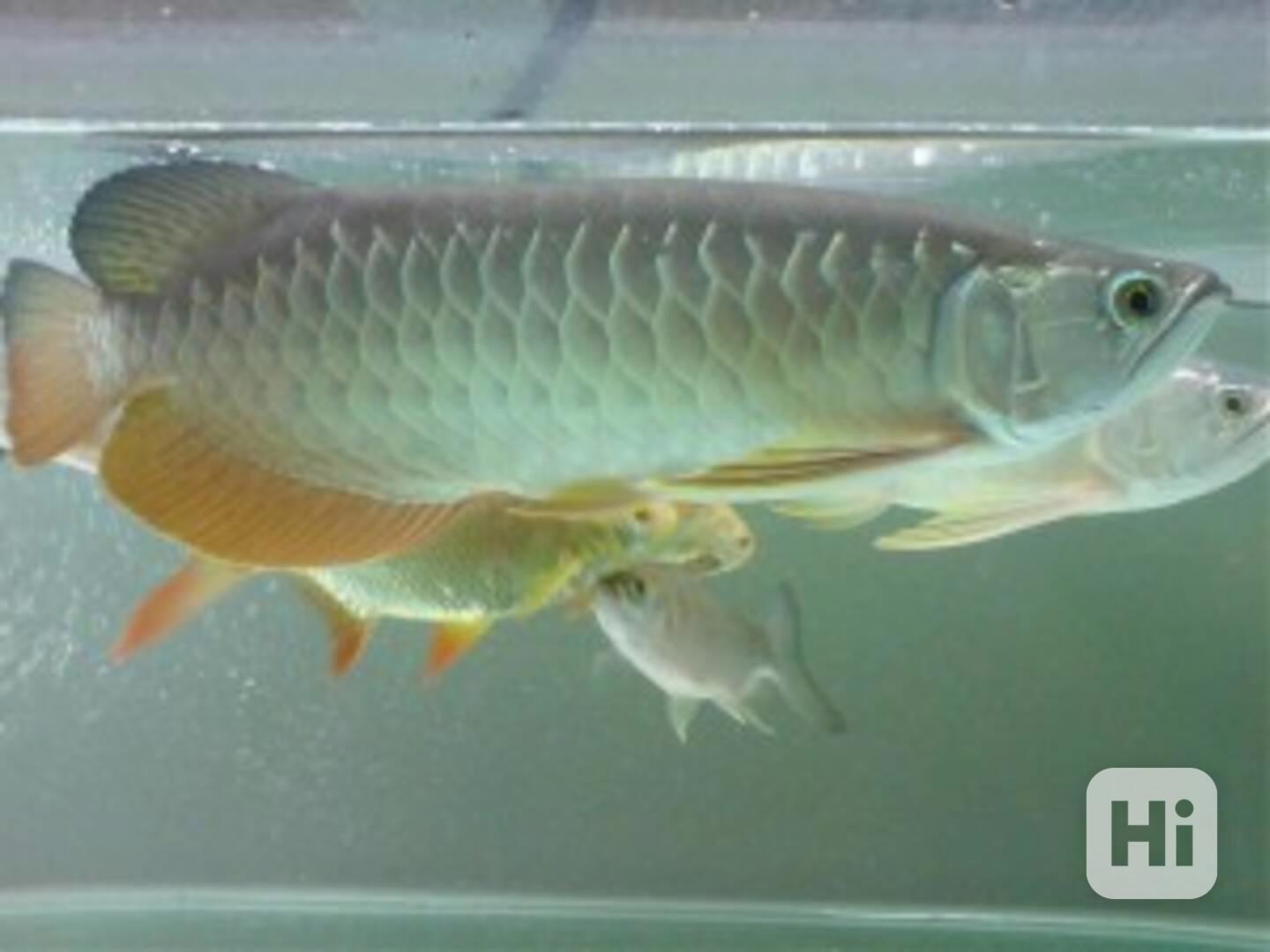 Arowanas, Diskutujte, Flowerhorn, Koi & Saratogas k dispozic - foto 1