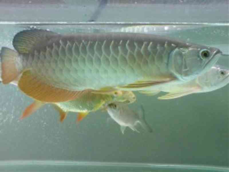 Arowanas, Diskutujte, Flowerhorn, Koi & Saratogas k dispozic