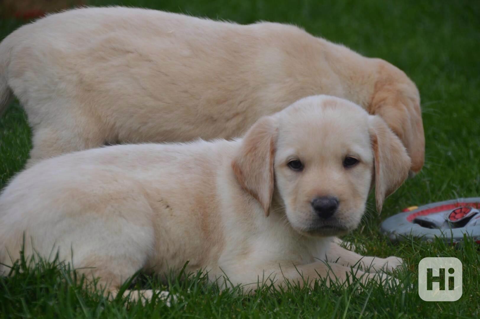 Labrador štěňátka - foto 1