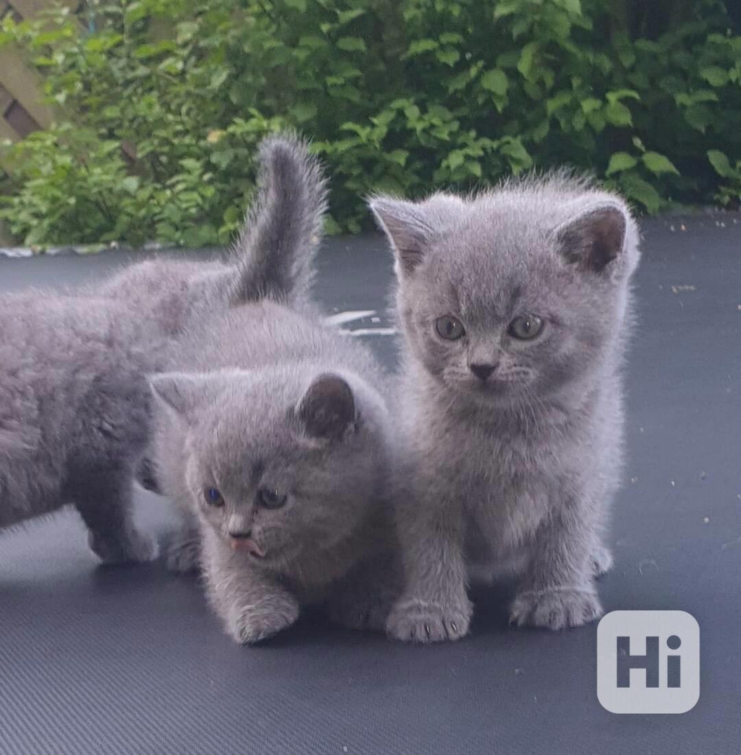 Rozkošná, super malá koťátka britské krátkosrsté šelmy (BKH) - foto 1