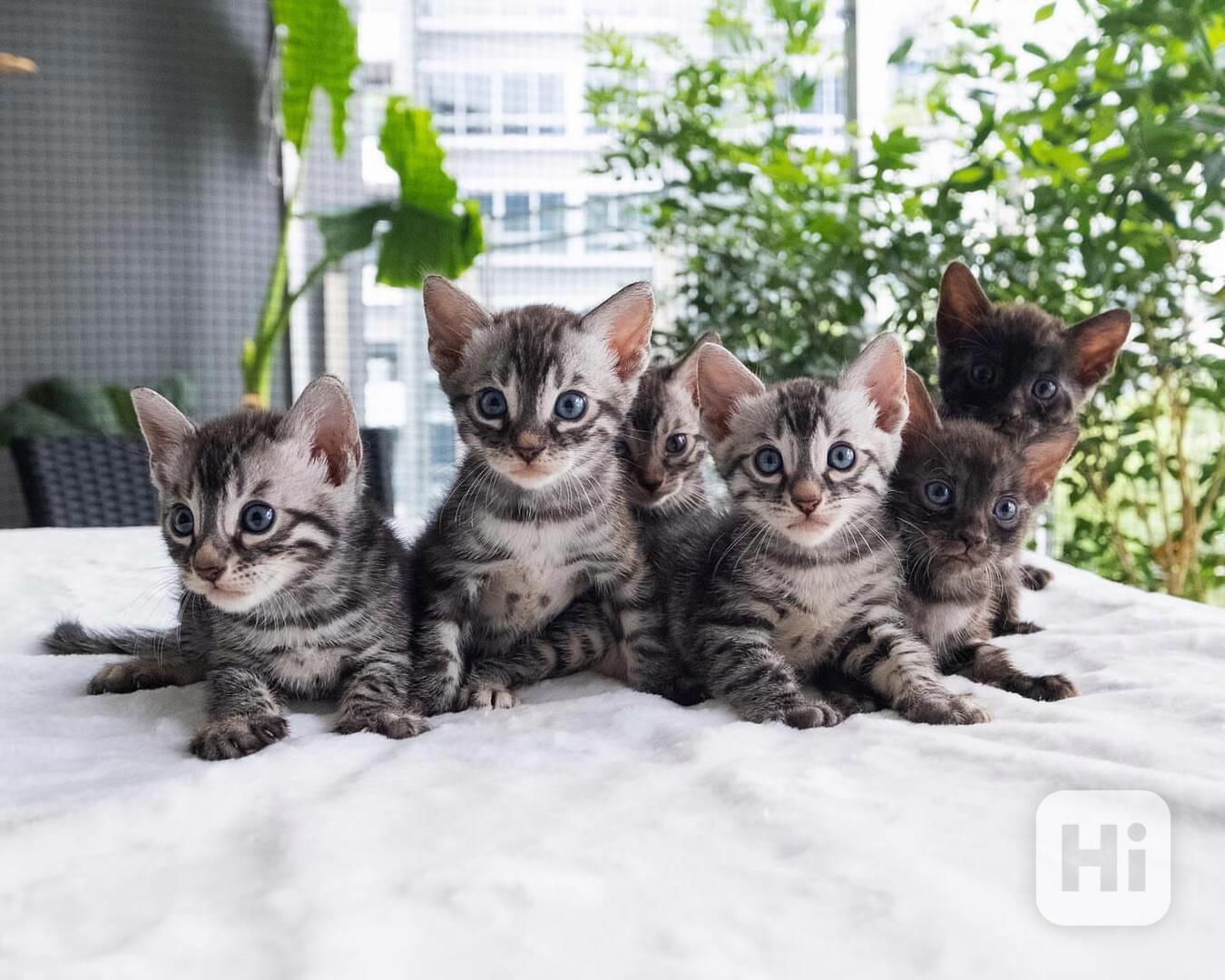 Bengálské kotě k adopci - foto 1