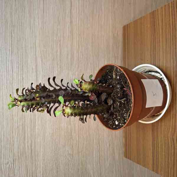 Euphorbia Trigona Rubra - foto 2