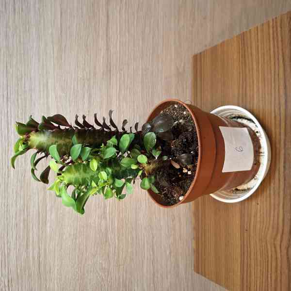 Euphorbia Trigona Rubra - foto 3