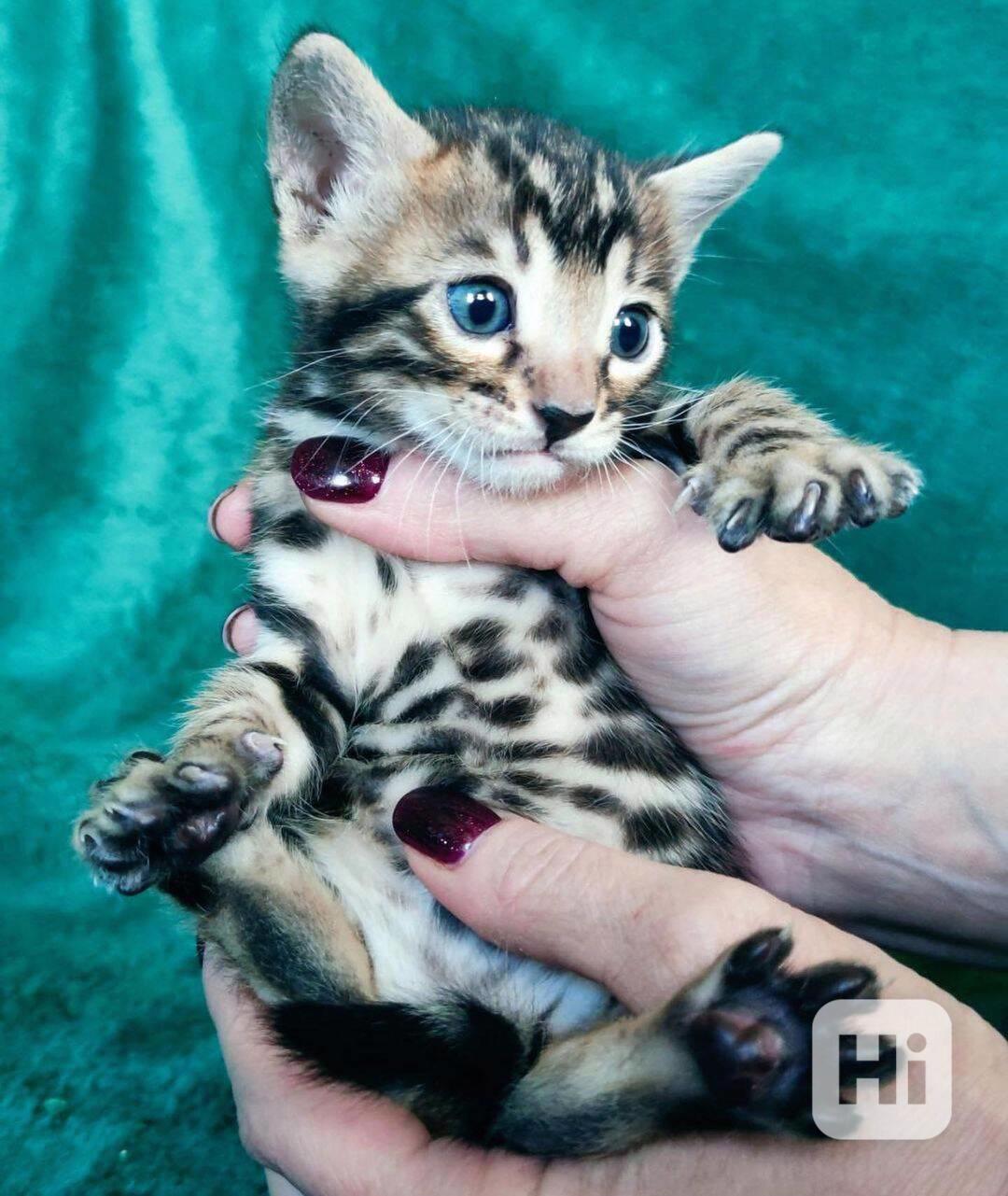 bengálská koťata s pp - foto 1