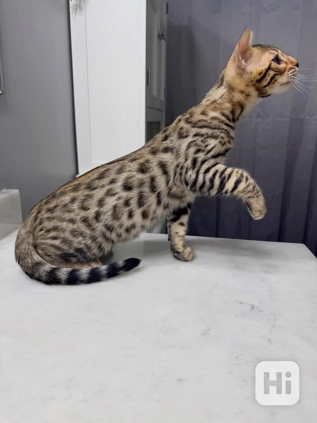 Nádherné bengálské kotě hledá milující domov 🐱✨ - foto 1