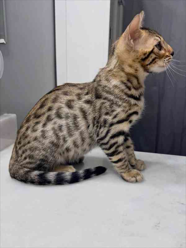 Nádherné bengálské kotě hledá milující domov 🐱✨ - foto 2