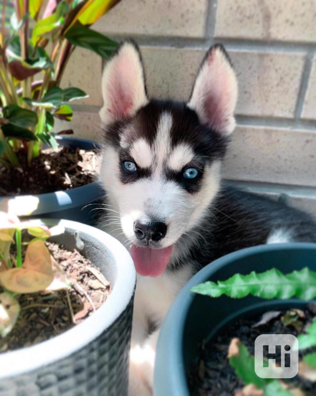 Sladká štěňata sibiřského husky - foto 1