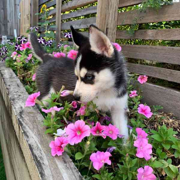 Sladká štěňata sibiřského husky - foto 2