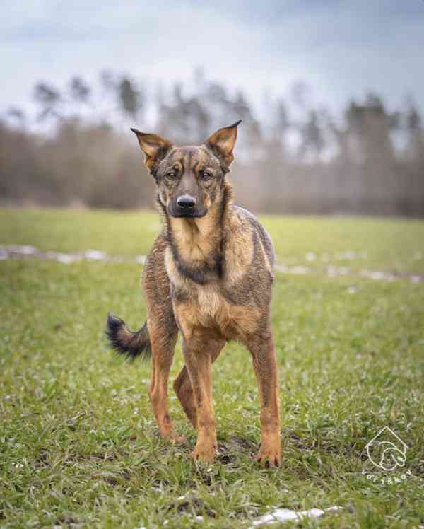 Sairus z útulku Voříškov - foto 3
