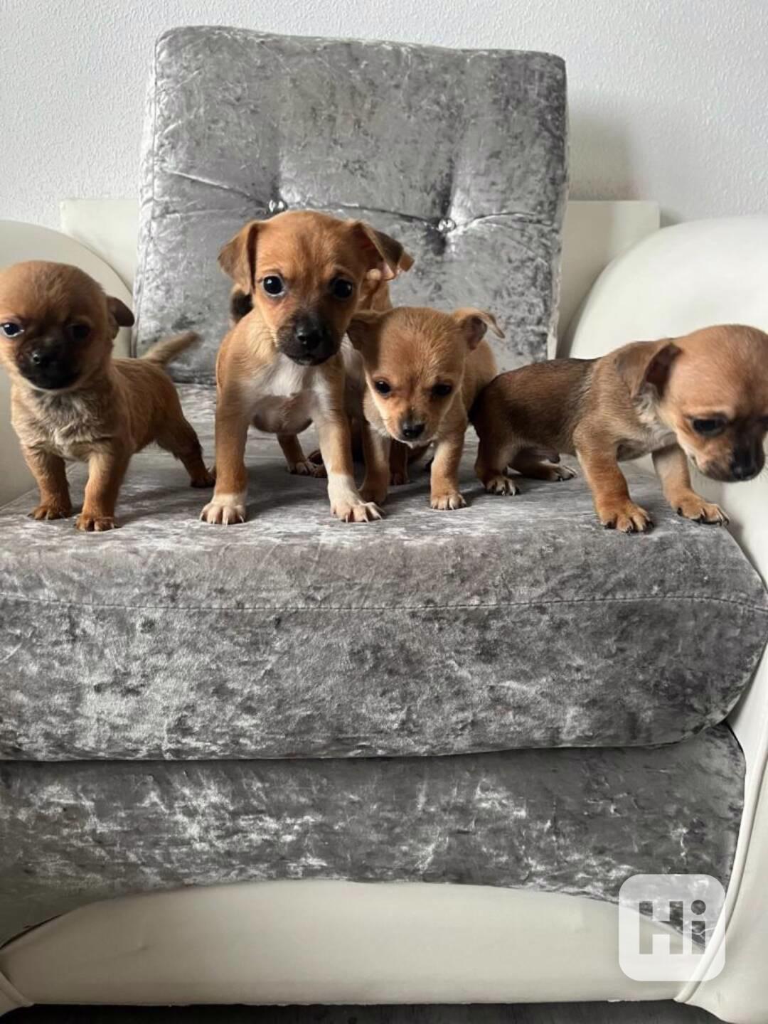 Prodám štěňata Čivava - foto 1