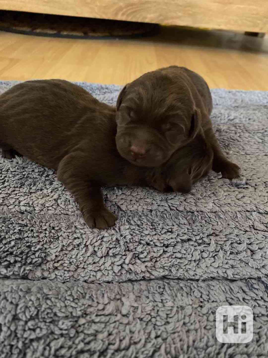 Štěňátka labradorského retrívra - foto 1