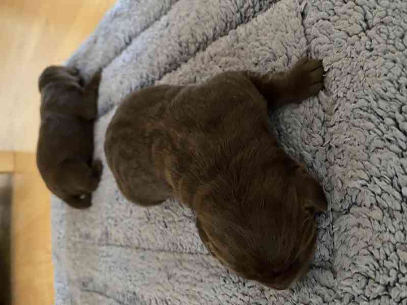 Štěňátka labradorského retrívra - foto 4