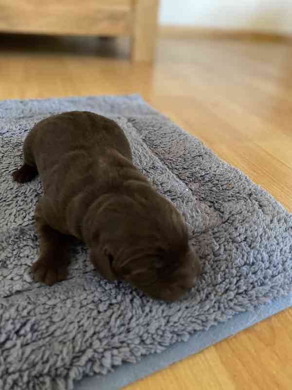 Štěňátka labradorského retrívra - foto 3