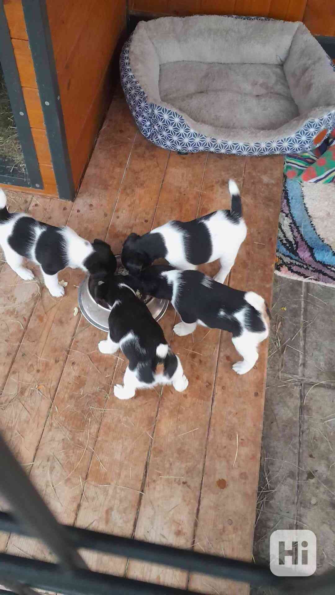 Foxterier hladkosrstý  - foto 1