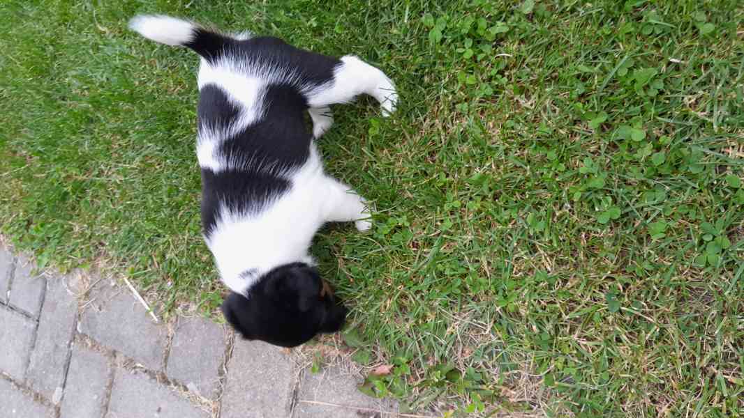Foxterier hladkosrstý  - foto 6