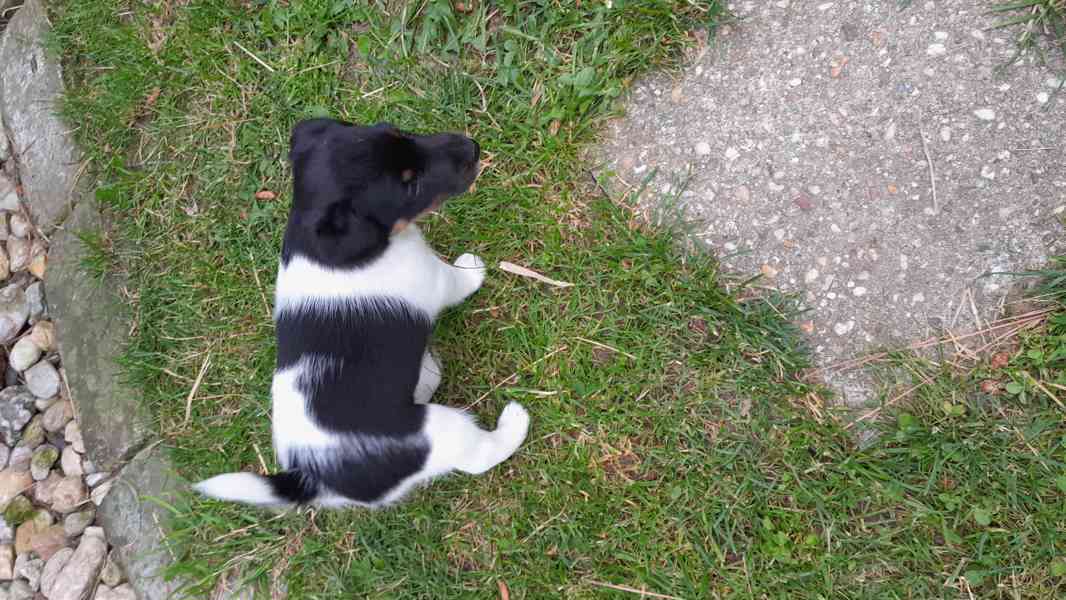 Foxterier hladkosrstý  - foto 7