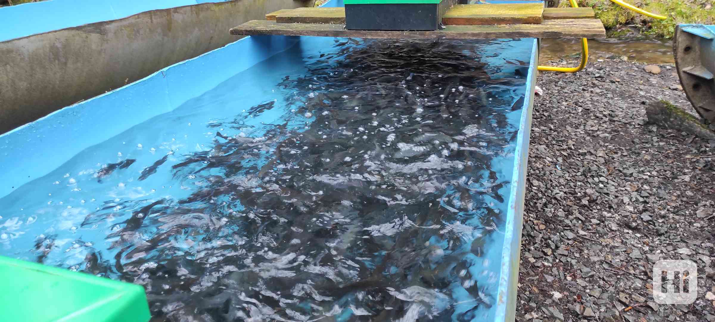 Násada pstruh duhový - foto 1