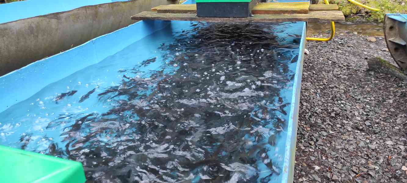 Násada pstruh duhový - foto 1