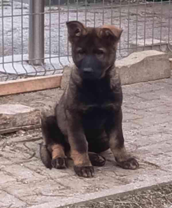 Štěně  - foto 3