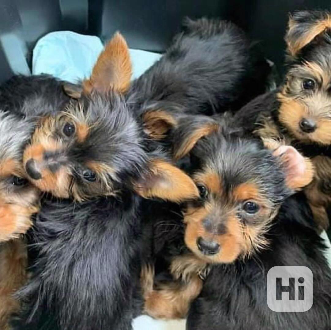 Štěňata jorkšírského teriéra k adopci..... - foto 1