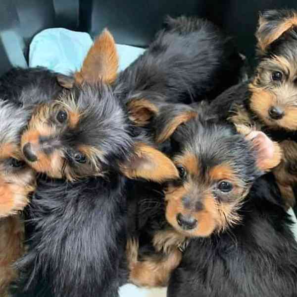Štěňata jorkšírského teriéra k adopci..... - foto 1