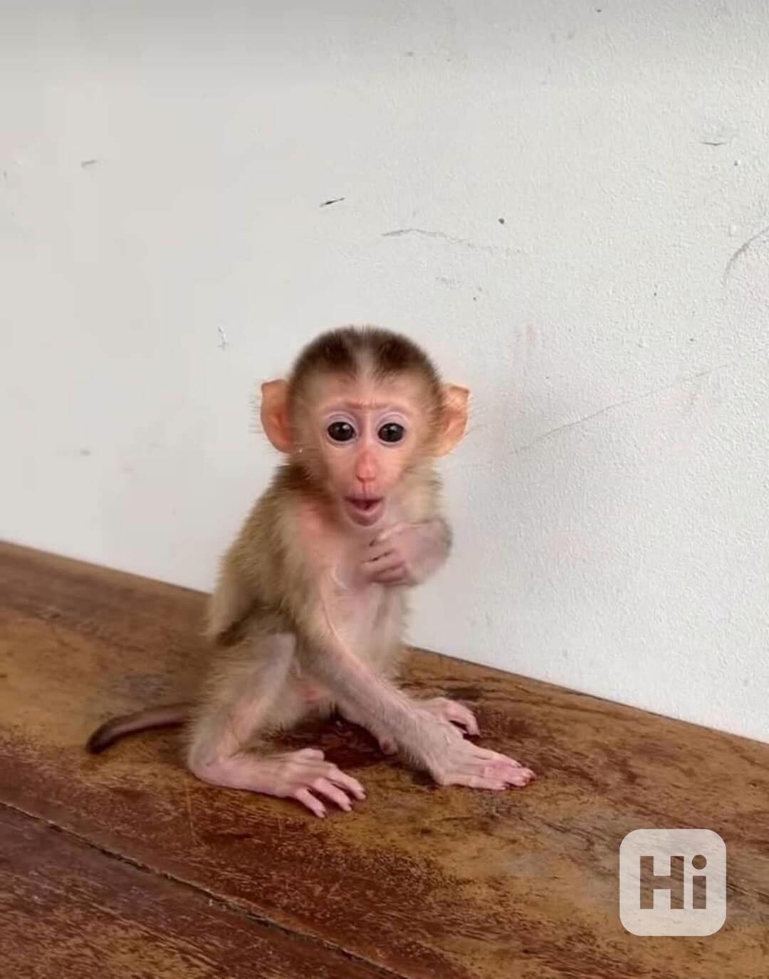 Přátelské kapucínské opice k adopci - foto 1