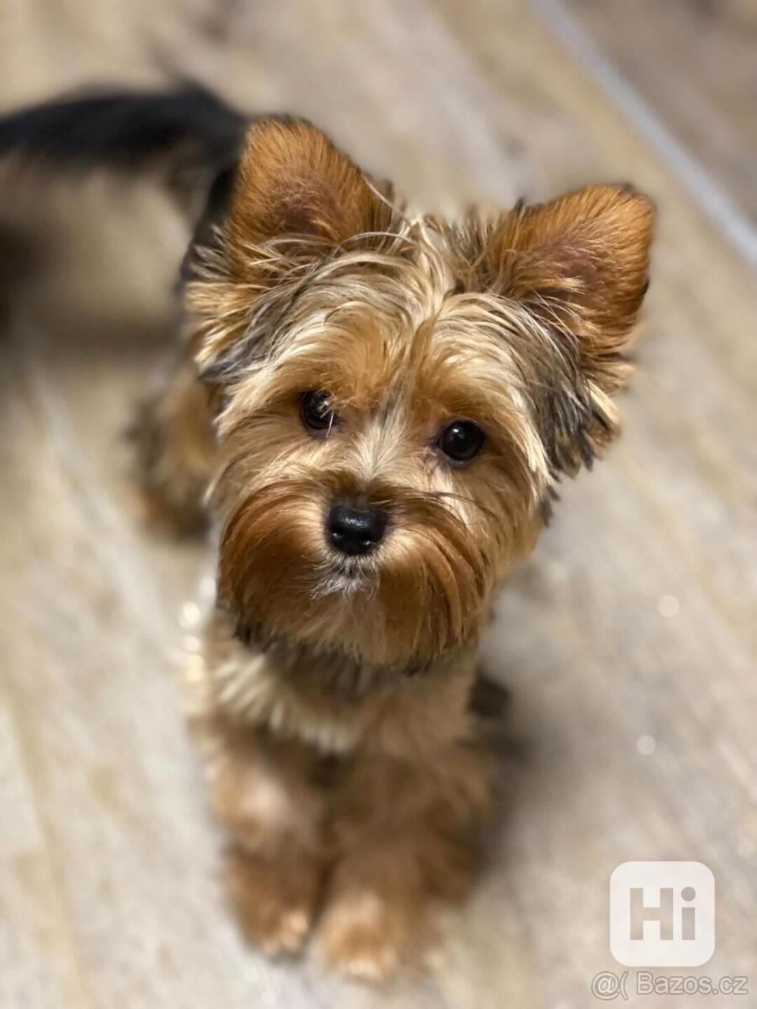 Štěňata jorkšírského teriéra zdarma nabízíme 3 zdravá. - foto 1