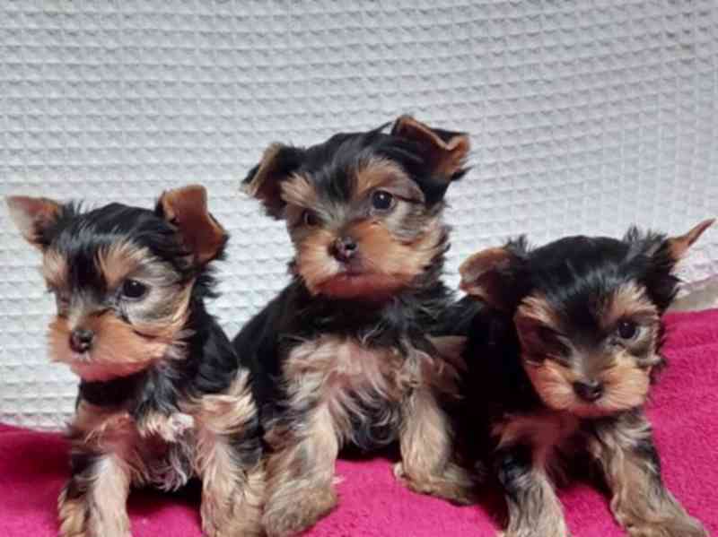 Štěňata jorkšírského teriéra zdarma nabízíme 3 zdravá. - foto 2