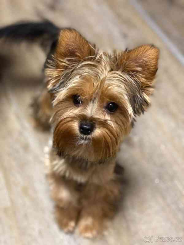 Štěňata jorkšírského teriéra zdarma nabízíme 3 zdravá. - foto 1
