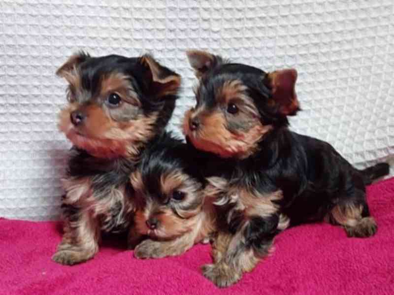 Štěňata jorkšírského teriéra zdarma nabízíme 3 zdravá. - foto 3
