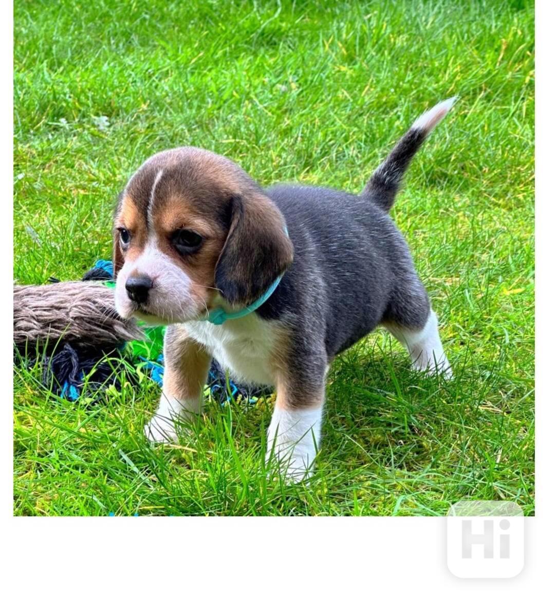 štěňata bígla zdarma PP - foto 1