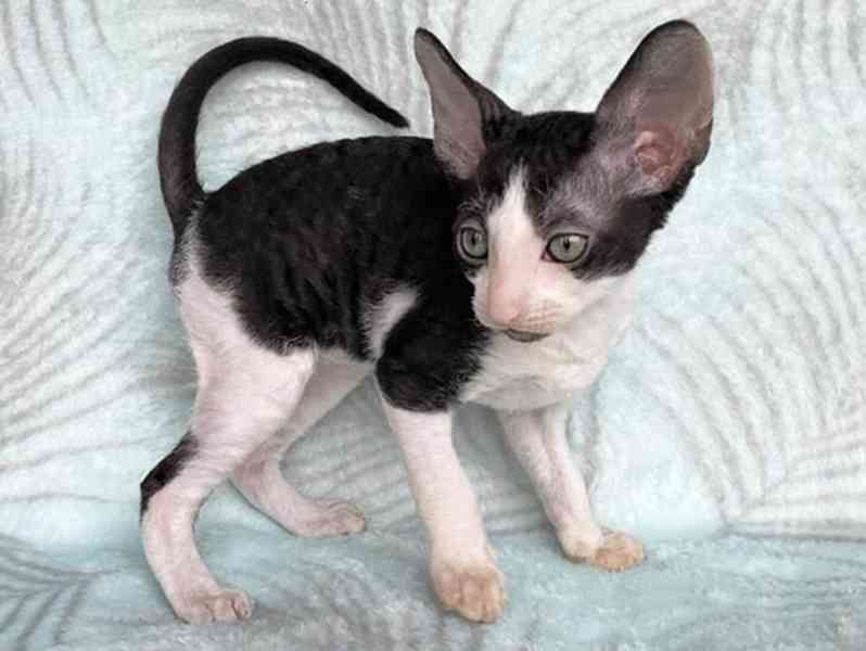 Krásná a jedinečná koťátka Cornish Rex - foto 1