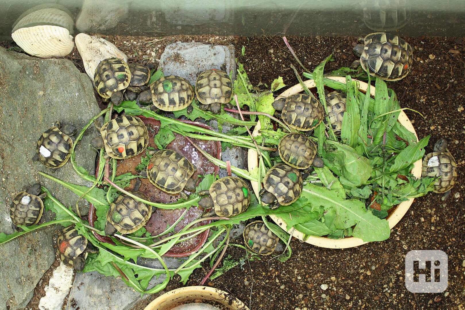 suchozemská Želva zelenavá (Testudo hermanni) - mláďata - foto 1