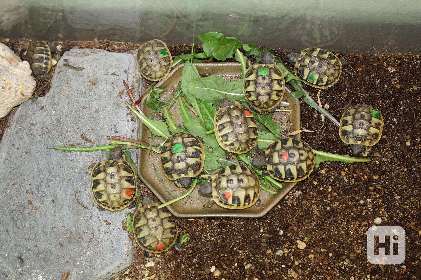 suchozemská Želva zelenavá (Testudo hermanni) - mláďata - foto 1