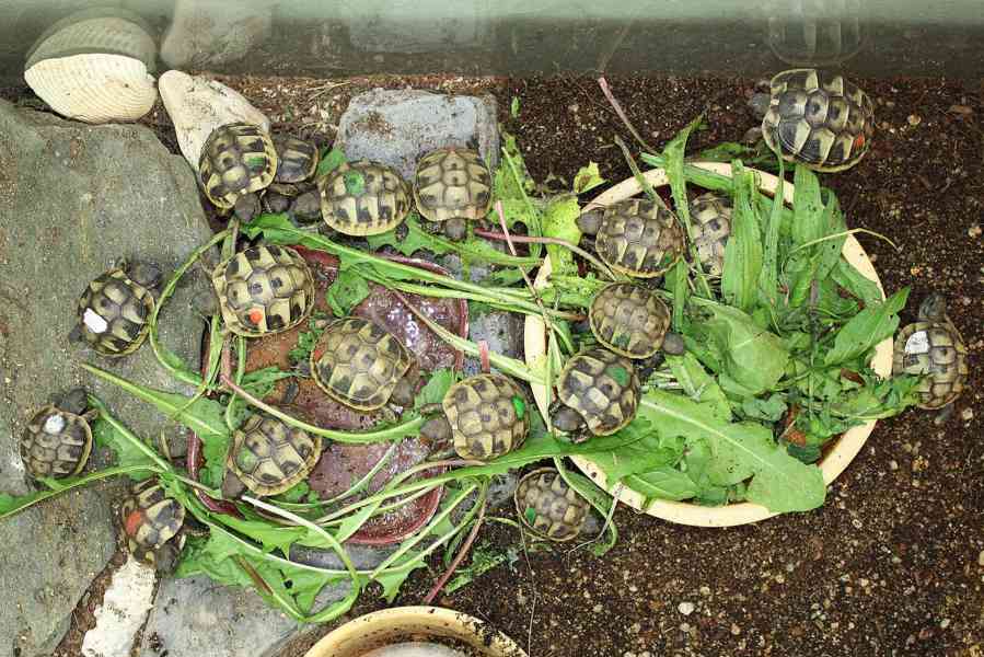 suchozemská Želva zelenavá (Testudo hermanni) - mláďata - foto 1