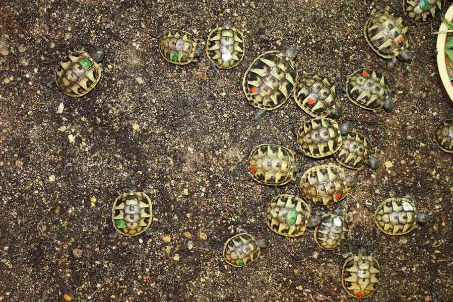 suchozemská Želva zelenavá (Testudo hermanni) - mláďata - foto 9