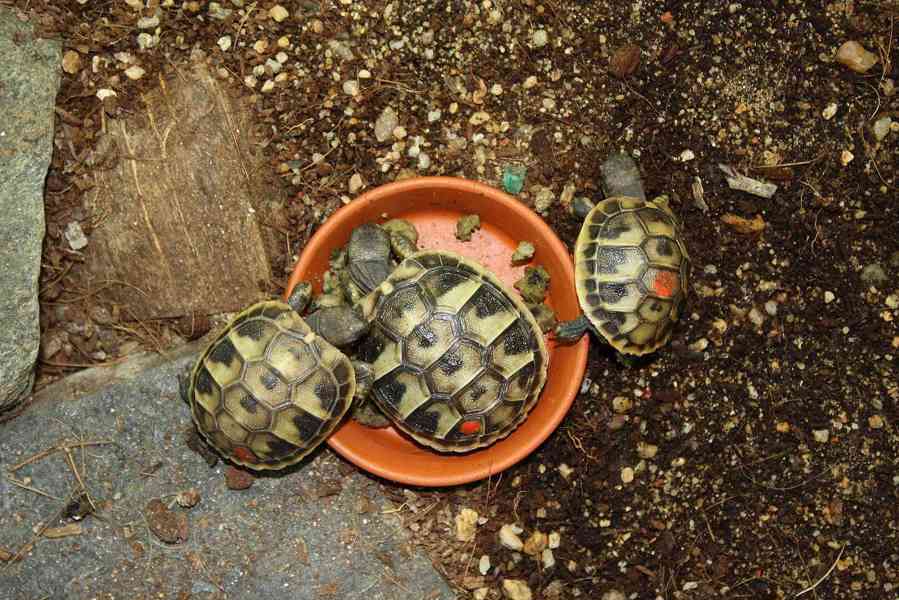 suchozemská Želva zelenavá (Testudo hermanni) - mláďata - foto 4