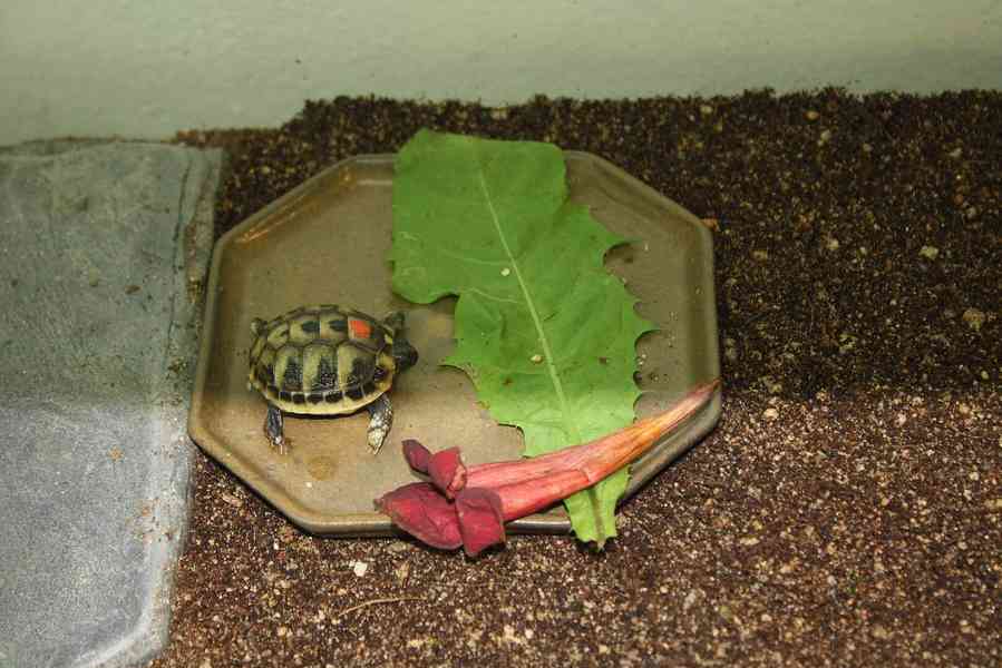 suchozemská Želva zelenavá (Testudo hermanni) - mláďata - foto 2