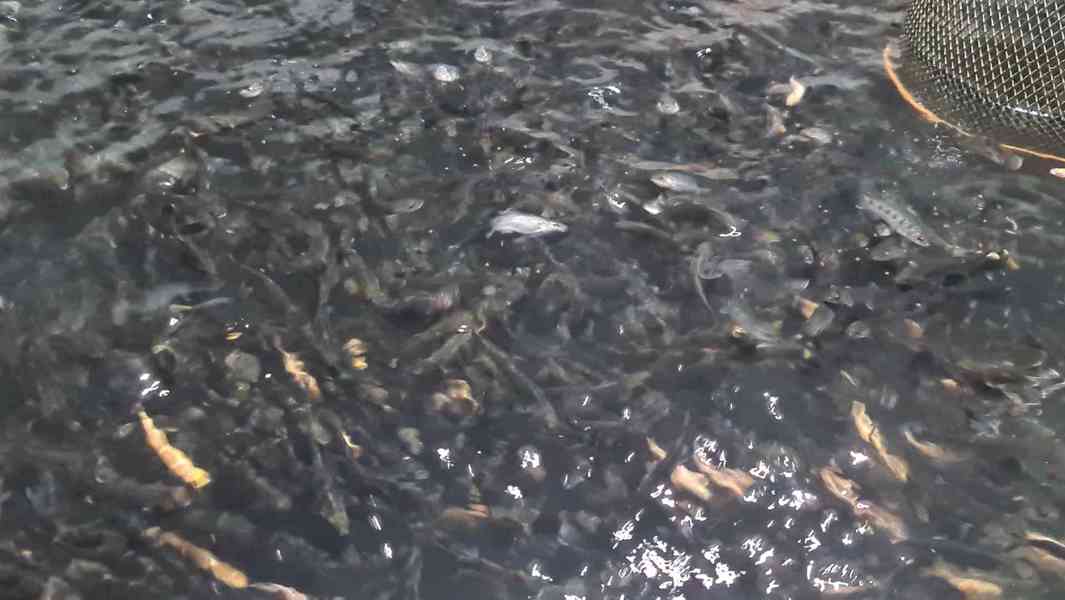 Pstruh duhový velikost 8 - 9 cm (rozkrmený plůdek) - foto 4