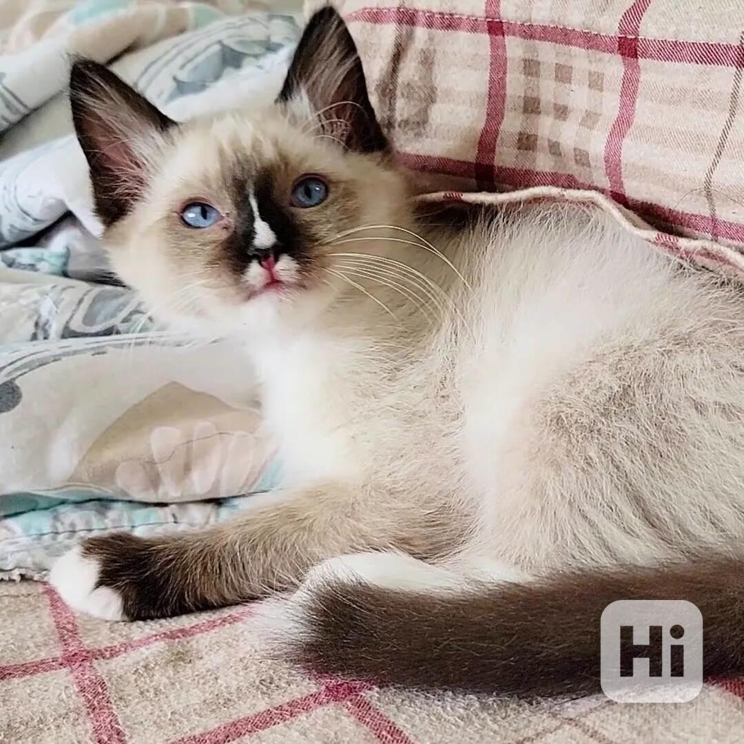 Roztomilé a úžasné koťátko Ragdoll k bezplatné adopci - foto 1