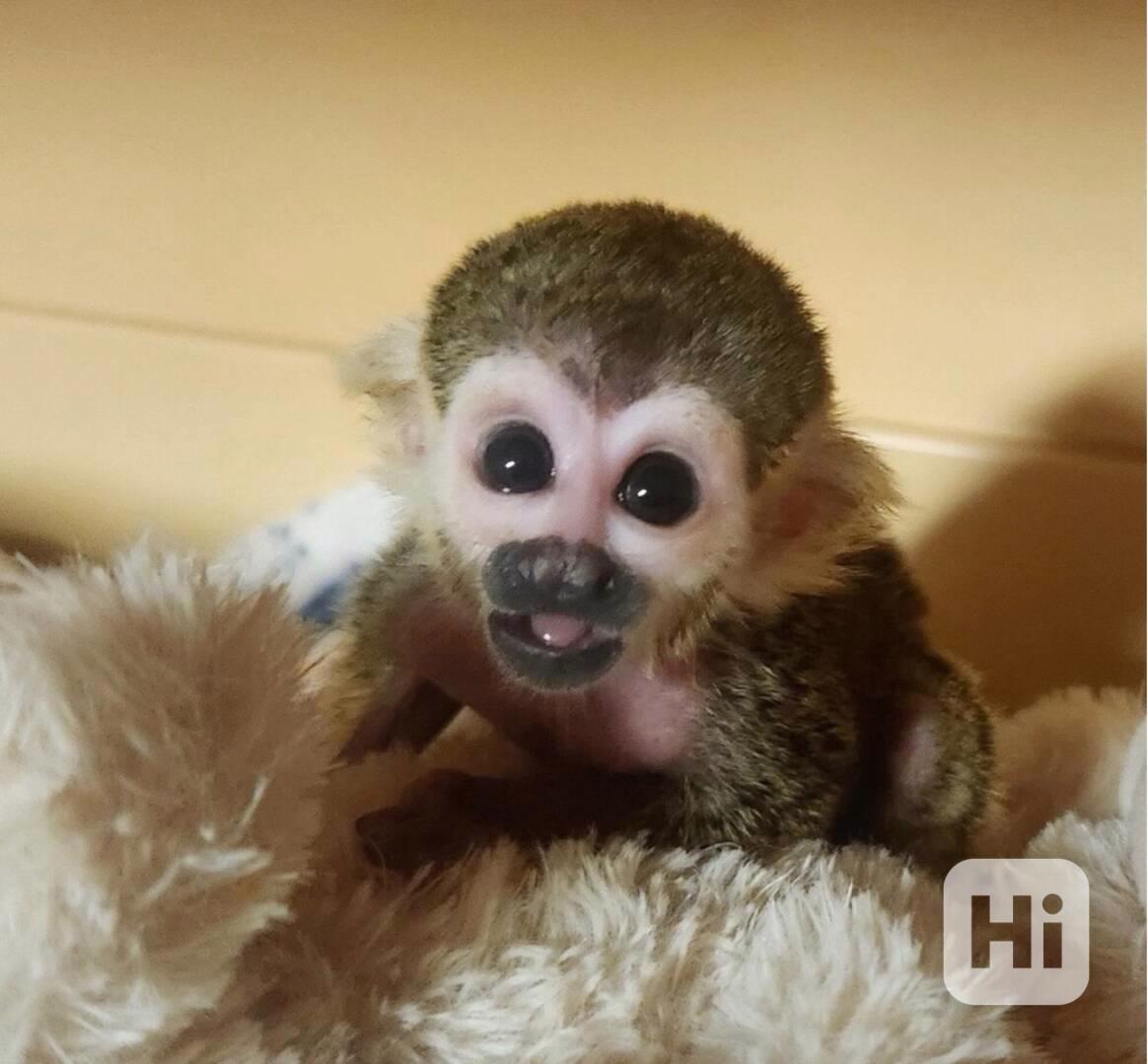 Roztomilé, zdravé veverčí opice k prodeji a adopci - foto 1
