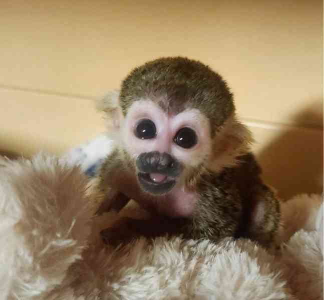 Roztomilé, zdravé veverčí opice k prodeji a adopci